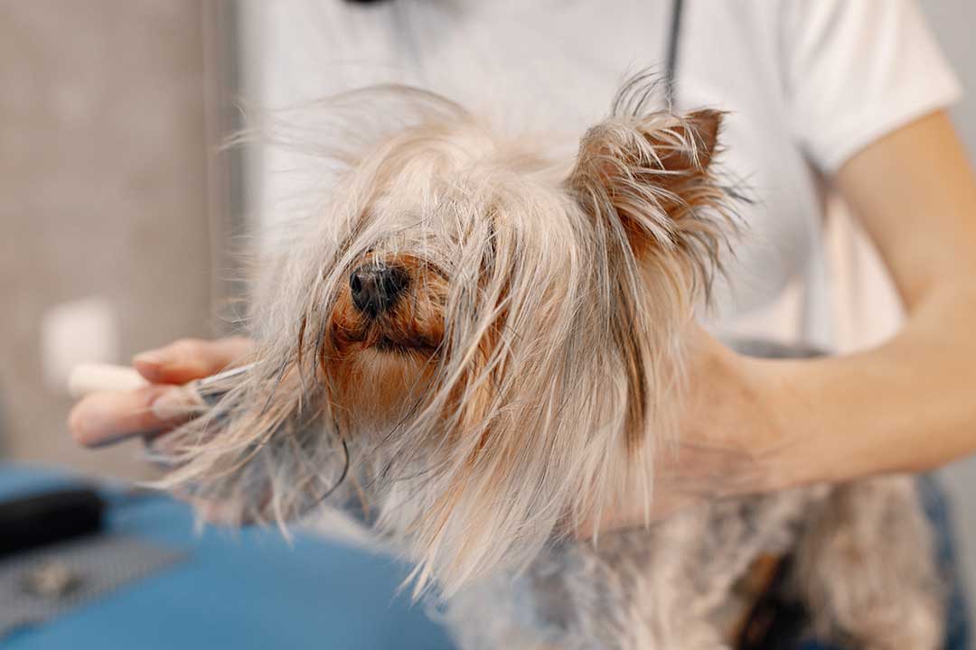 Paquete de baño Hidra para perros de pelo largo